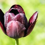 Tulipan - Pozostałe, Makro - zdj. 19