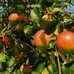 Jabłoń - Rzeszów, Drzewa, rośliny - zdj. 5