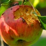 Zjedzone jabłko - Rzeszów, Drzewa, rośliny - zdj. 4