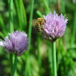 Pszczoły - Podkarpacie, Zwierzęta - zdj. 4