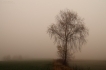 Mgła 11 listopad 2013 - Podkarpacie