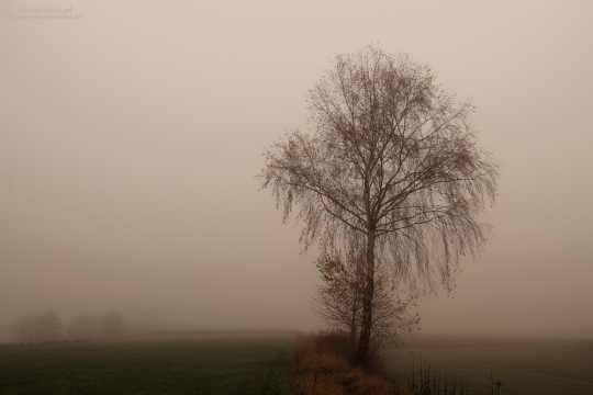 Mgła 11 listopad 2013 - Podkarpacie, Krajobraz