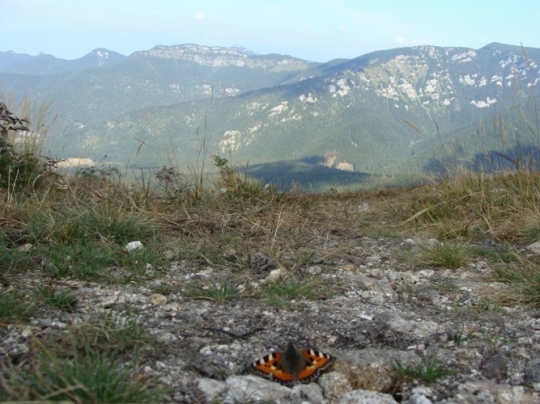 Motylek w Tatrach - Pozostałe, Europa
