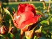 Róża - Pozostałe