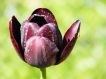 Tulipan - Pozostałe