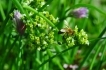 Pszczoły - Rzeszów