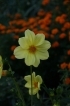 Moje kwiaty - Podkarpacie