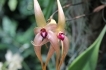 Bulbophyllum echinolabium - Rzeszów